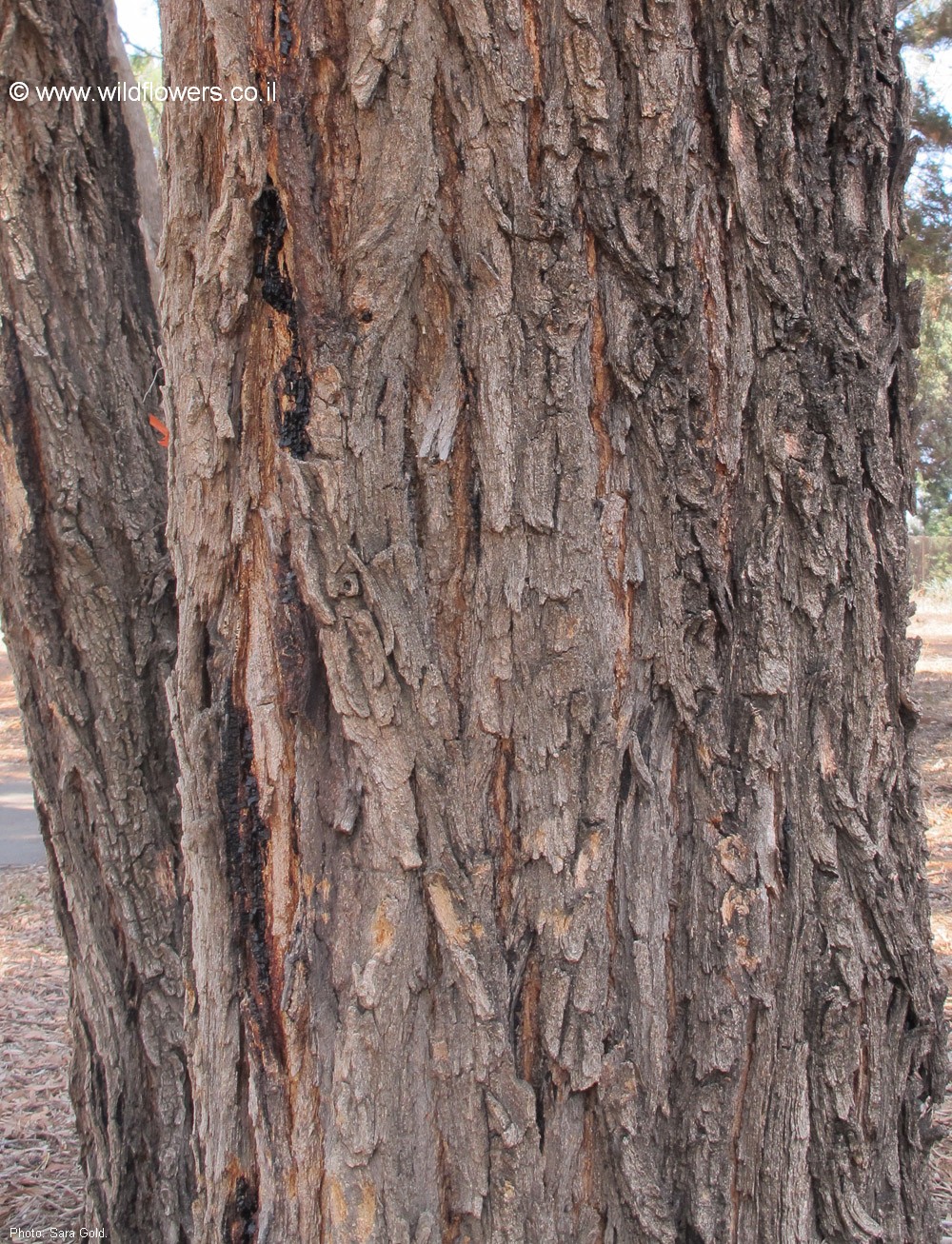 Eucalyptus resinifera